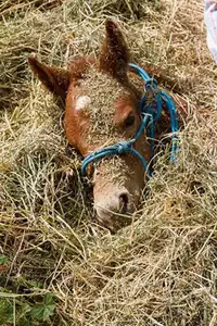 Burrowing horse